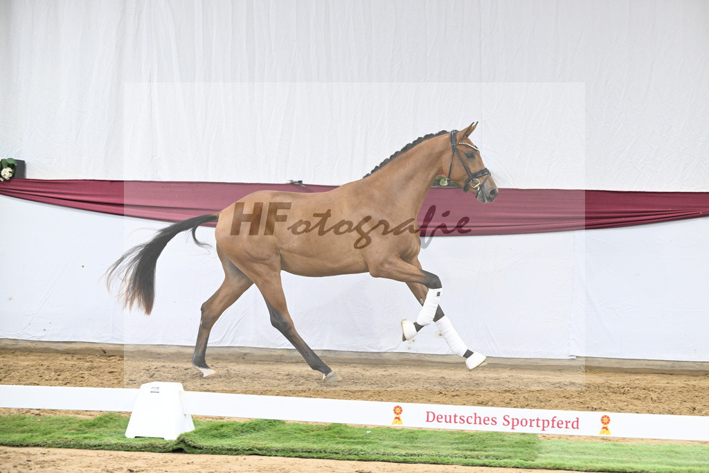 Kat-Nr. 20 Fanegro x Rotspon_Nicole Mehrmann_47250598 | hf-fotografie - Realisiert mit Pictrs.com