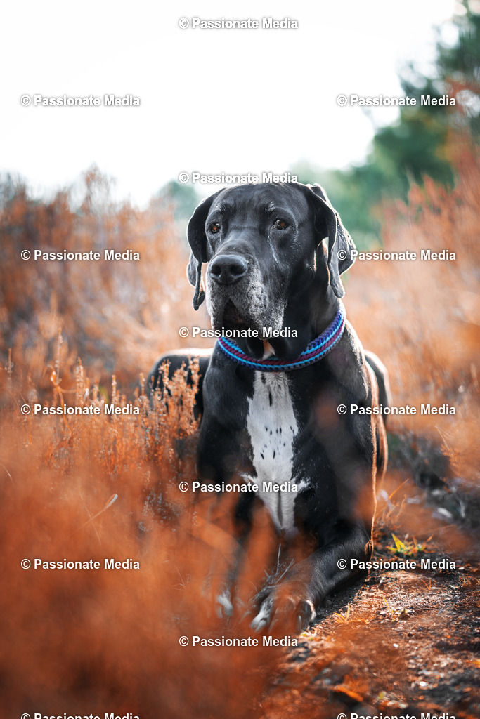 _DSC9843 | Passionate Media, dein Fotograf aus Brandenburg, Märkisch Oderland, im Bereich Motorsport, Autos und Motorräder sowie Events und auch Hunde. Shootings oder auch Eventbegleitungen können bei mir gebucht we