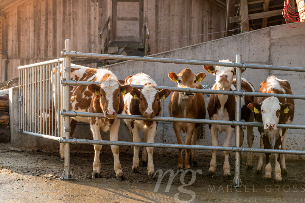cute young swiss cows on a farm | cute young swiss cows on a farm in Emmental - Realisiert mit Pictrs.com