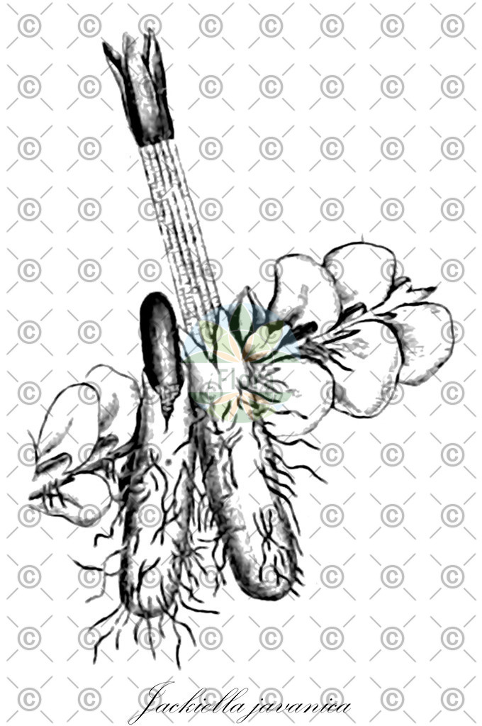 HistAbb_wfo-0000186807_1_ENZY_Simple | Historische Abbildung von Jackiella javanica - Jackiellaceae | Historical Illustration of Jackiella javanica - Jackiellaceae
