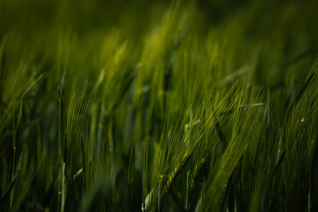 Getreidefeld - Gerste | Makroaufnahme mit Nikon ZF, AF-S Micro Nikkor 105mm f2.8