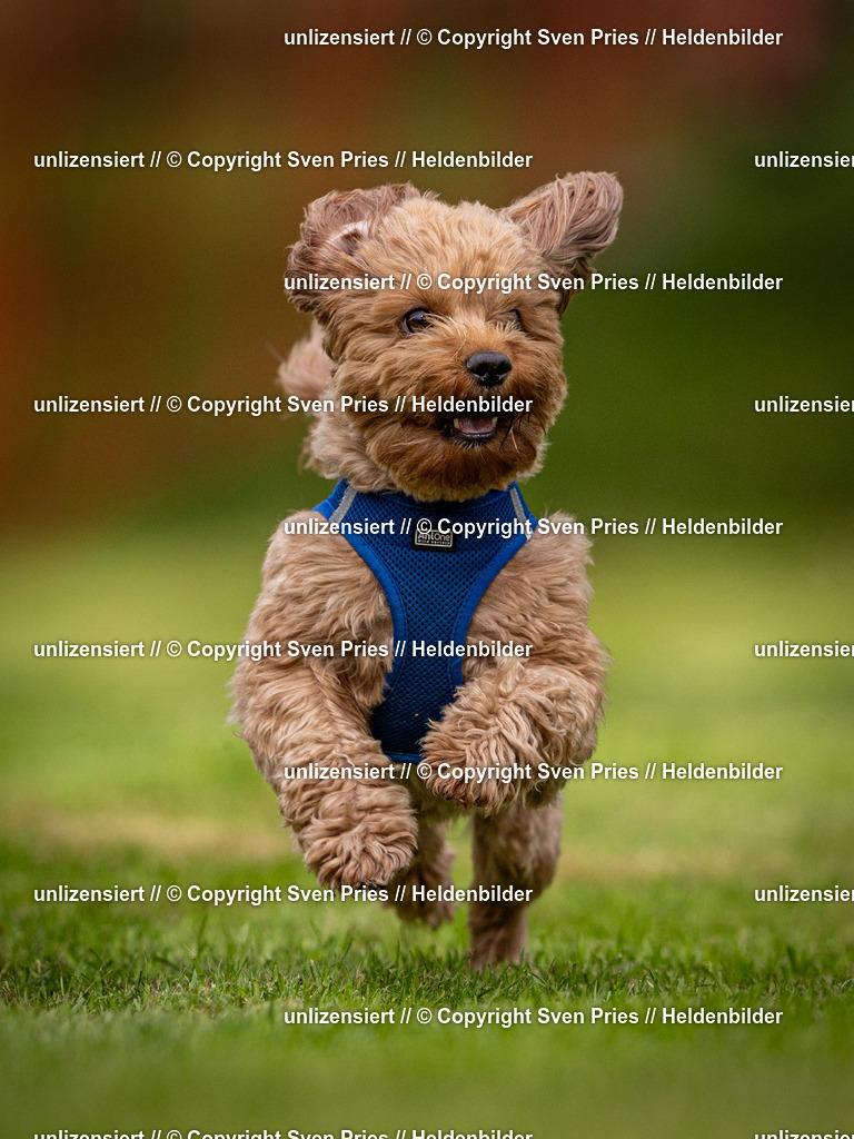 Sven Pries | 2024-09-22 - Hunderennen Baden-BadenPudelverein - Realisiert mit Pictrs.com