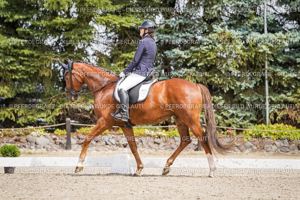 DSC01984 | Pferdegrafie