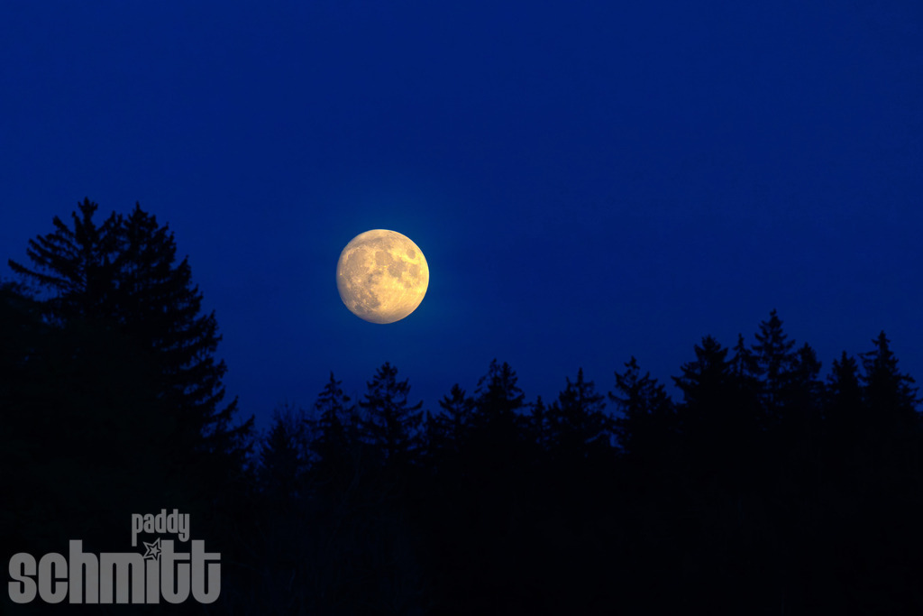 Vollmond über dem Fichtenwald im Allgäu | Vollmond über einem stillen Fichtenwald im Allgäu, dessen dunkle Baumkronen sich eindrucksvoll gegen den klaren Nachthimmel abheben. Eine ruhige und stimmungsvolle Aufnahme mit besonderer nächtlicher Atmosphäre. - Realisiert mit Pictrs.com