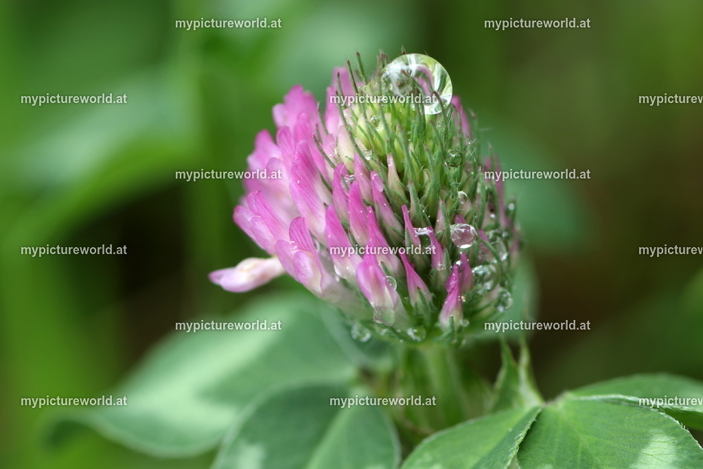 Wiesenklee-001 | Das Bilderarchiv über Tiere, Planzen und Landschaften. In der Bilddatenbank finden Sie ein große Auswahl an hochwertigen Bilder für Ihre Werbung - Realized with Pictrs.com