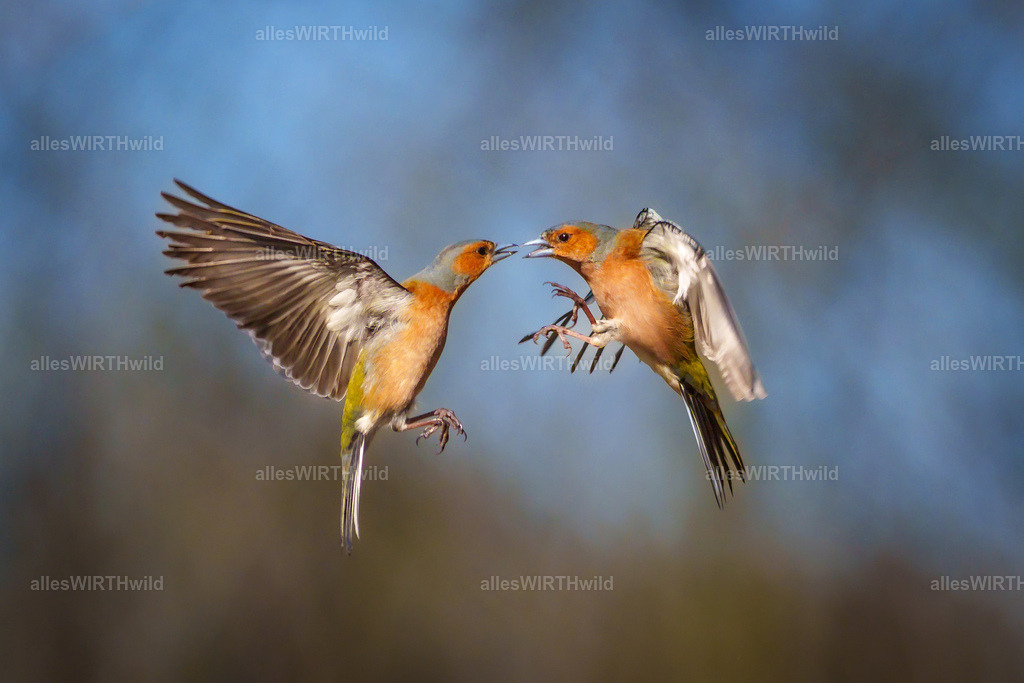 Daniel Wirth - www.allesWIRTHwild.de -7IV07844-Verbessert-SR | Entdecke die faszinierende Welt der Natur- und Wildlife-Fotografie von Daniel und Bärbel. Inspirierende Bilder von wilden Tieren und kleinen Naturwundern.