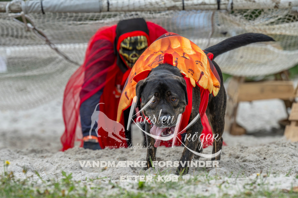 1023_ZZ93891 | kk-dogfotos