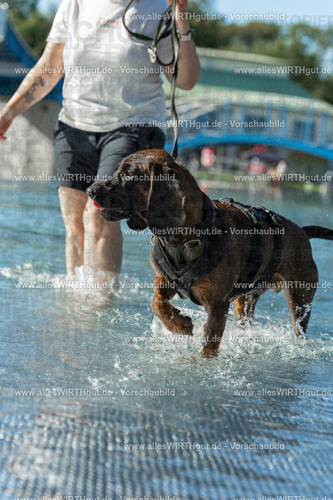 Hundeschwimmen_Volksbad_2026-allesWIRTHgut_Tierfotografie-2609061030-094043-7R508920 | Professionelle Tierfotografie in Mönchengladbach von Daniel Wirth (allesWIRTHgut). Liebevolle & natürliche Bilder von Hunden & Katzen für unvergessliche Erinnerungen.