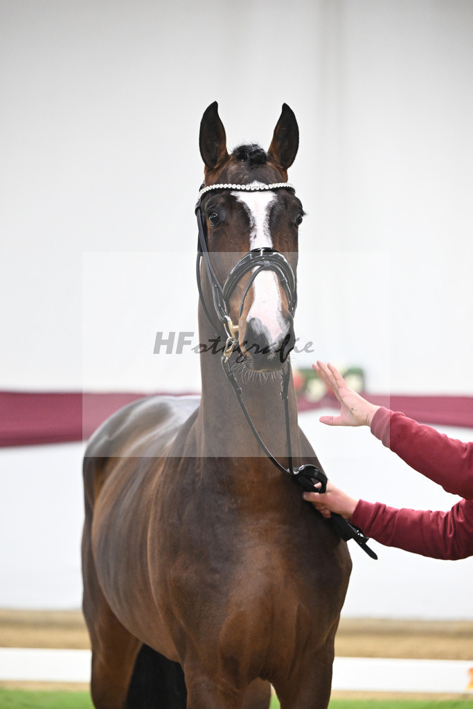 Kat-Nr. 124 Global Player x Floriscount_Christian Wittlinger_47254129 | hf-fotografie - Realisiert mit Pictrs.com