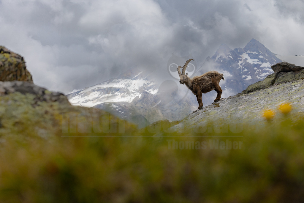 _5NF1376_20250713 | Ein majestätischer Alpensteinbock (Capra ibex) steht auf einem felsigen Vorsprung in den Bergen. Das Tier ist in der Mitte des Bildes positioniert und blickt direkt in die Kamera. Sein braunes Fell hebt sich von den grauen Felsen ab, und seine imposanten, gebogenen Hörner sind deutlich zu erkennen. Im Hintergrund erheben sich schneebedeckte Berggipfel, die teilweise von dichten, grauen Wolken verhüllt sind. Der Vordergrund ist unscharf und zeigt grüne und gelbe Pflanzen, die dem Bild Tiefe verleihen. Die Szene vermittelt eine Atmosphäre von Wildnis und alpiner Natur. - Realisiert mit Pictrs.com