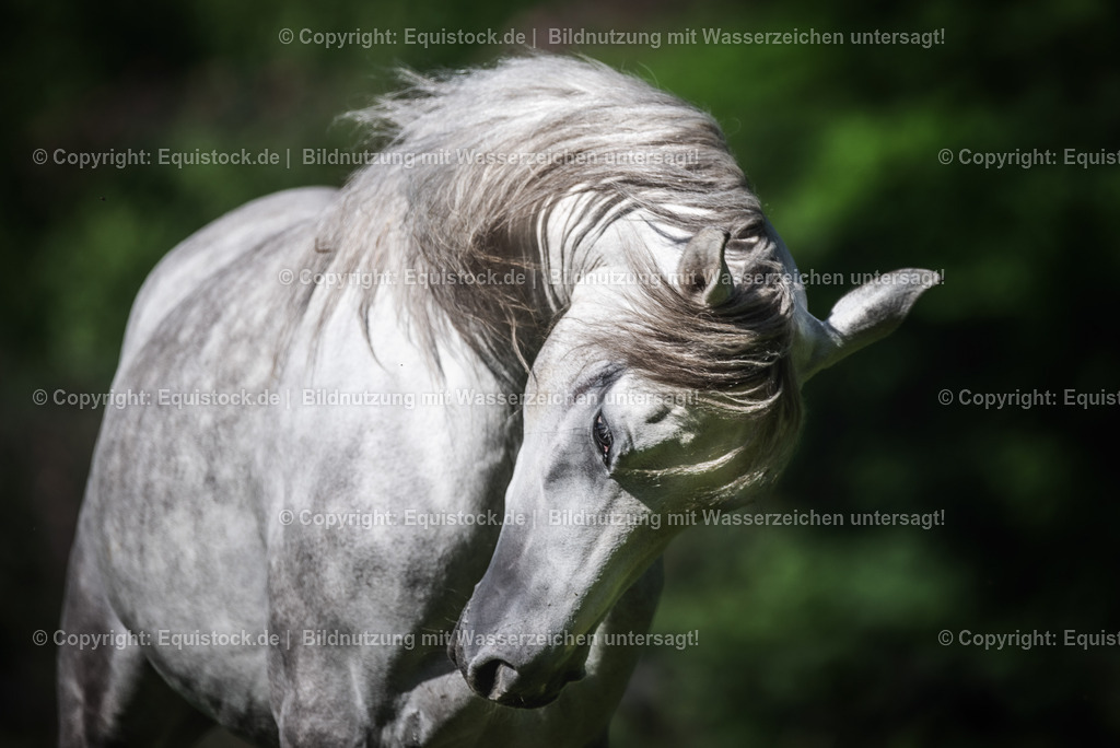 20210617_Araber_Marbach_Koppel_0032 | Foto: Thomas Hartig