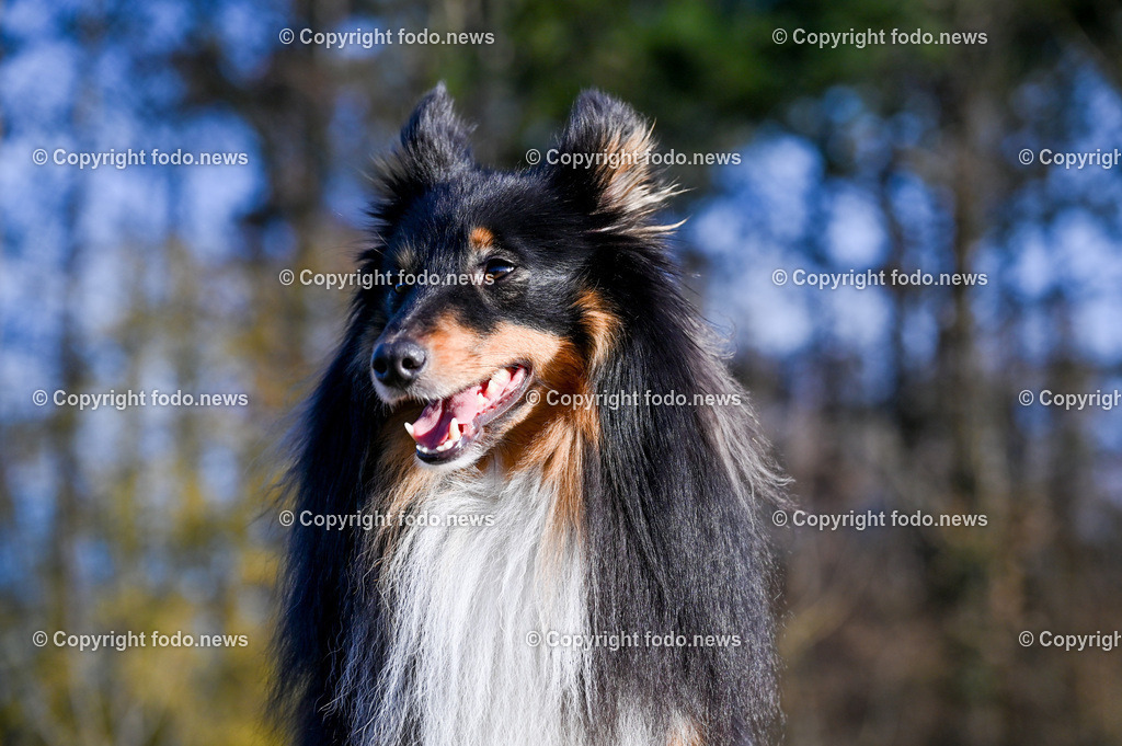 Arrigo_ 26.12.2022-8 | 25.12.2022, Linz, AUT, Hund, Hunde, Themenbild, im Bild Hund, Hunde, spazieren, Freilaufzone, Spazierweg, Arrigo, spielen, laufen
