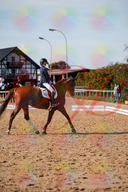 2026_10_03_Siefer-Hof_132845_Z63_90001242 | Professionelle Reitsport-, Turnier- und Eventfotografie von Robert Broda. Galerien mit ausgewählten und bearbeiteten Bildern direkt online ansehen und bestellen.