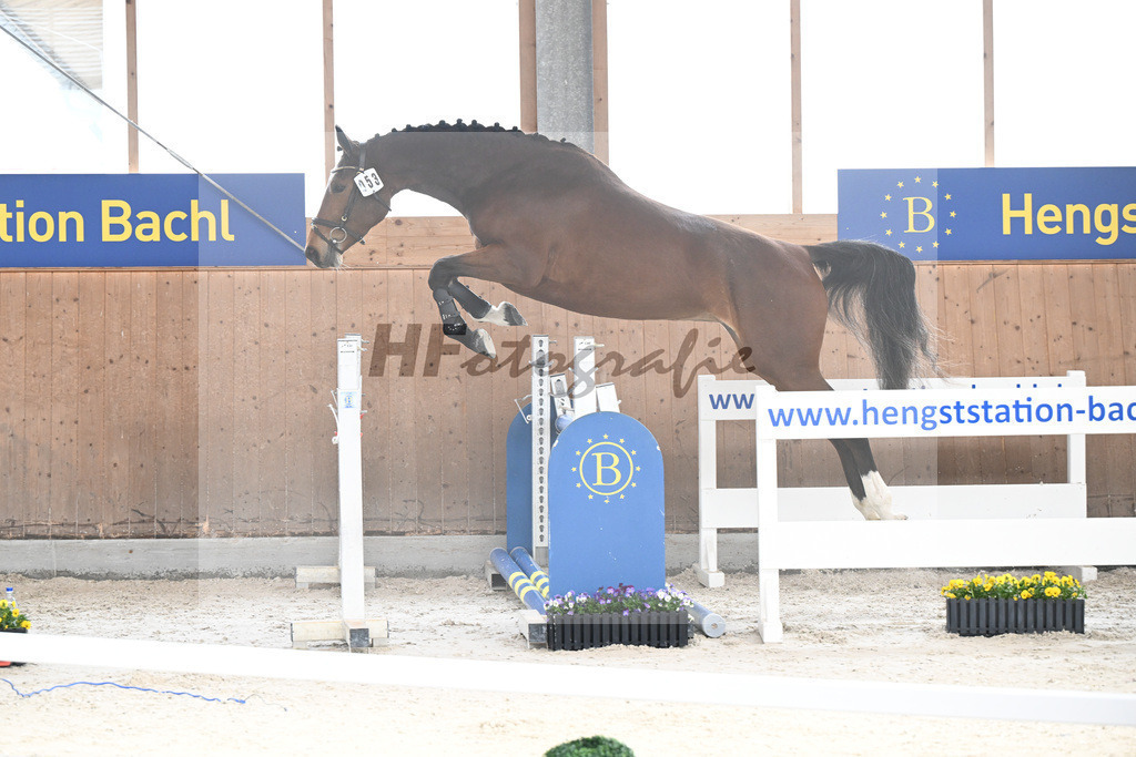Kat-Nr. 53 Condessa M v. Van Cordoba_Mayer_5250462 | hf-fotografie - Realisiert mit Pictrs.com