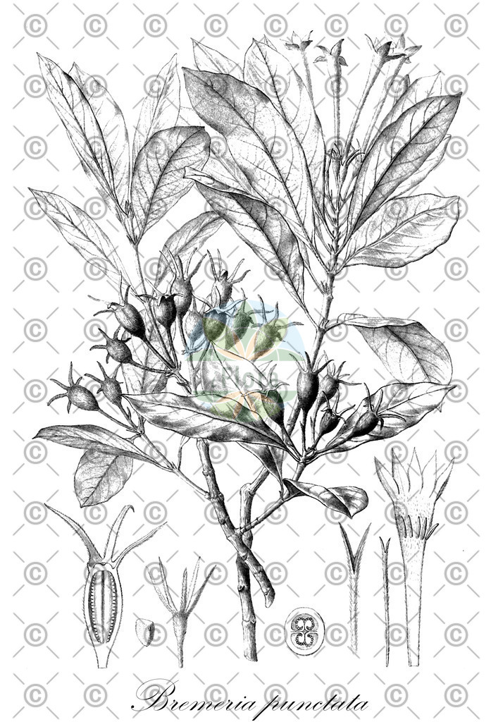 HistAbb_wfo-0000409480_1_ENZY_Simple | Historische Abbildung von Bremeria punctata - Rubiaceae | Historical Illustration of Bremeria punctata - Rubiaceae