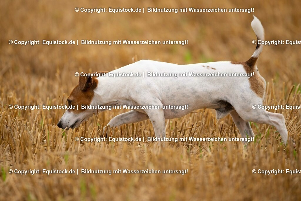 20210728_Jack-Russel_0009 | Foto: Thomas Hartig