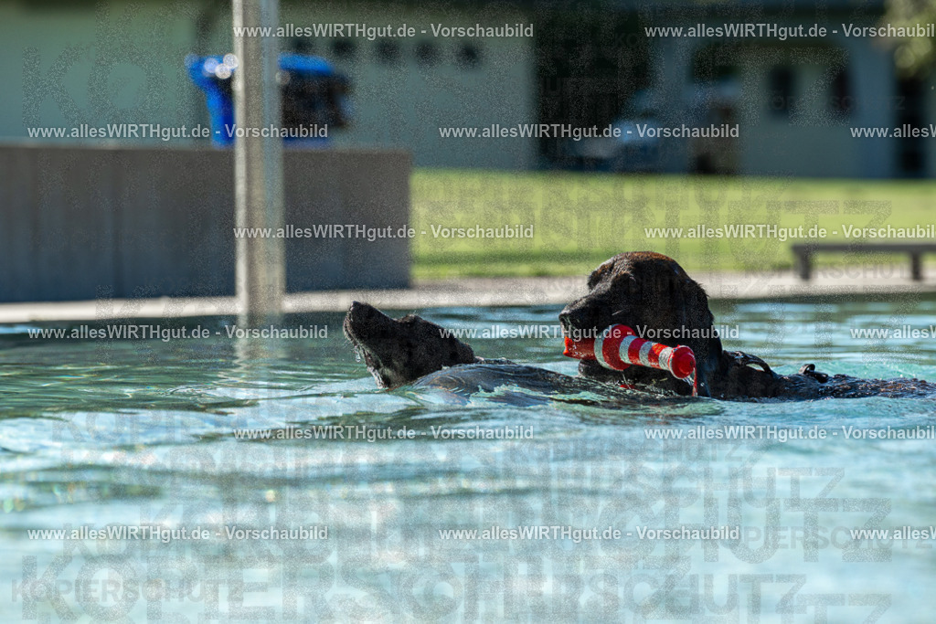 Hundeschwimmen_Volksbad_2026-allesWIRTHgut_Tierfotografie-2609061031-094137-7R508944 | Professionelle Tierfotografie in Mönchengladbach von Daniel Wirth (allesWIRTHgut). Liebevolle & natürliche Bilder von Hunden & Katzen für unvergessliche Erinnerungen.