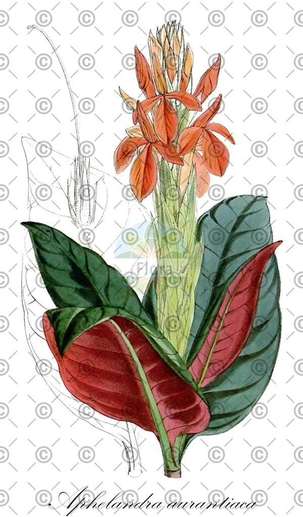 HistAbb_wfo-0000340346_1_ENZY_Simple | Historische Abbildung von Aphelandra aurantiaca - Acanthaceae | Historical Illustration of Aphelandra aurantiaca - Acanthaceae
