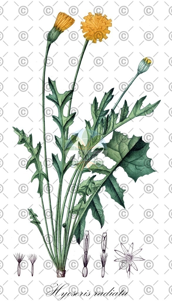HistAbb_wfo-0000216164_2_ENZY_Simple | Historische Abbildung von Hyoseris radiata - Asteraceae | Historical Illustration of Hyoseris radiata - Asteraceae