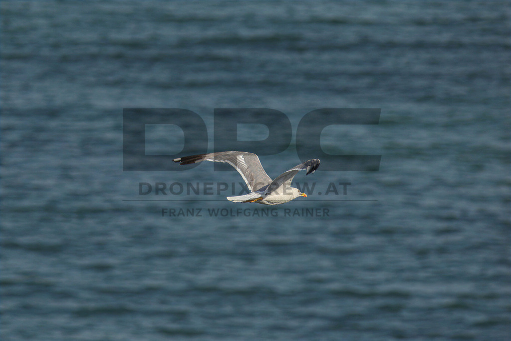 Yellow-legged Gull (Larus michahellis) | Yellow-legged Gull (Larus michahellis), a large gull species commonly found along Mediterranean coasts, rocky shorelines, harbours and coastal areas. - Realisiert mit Pictrs.com