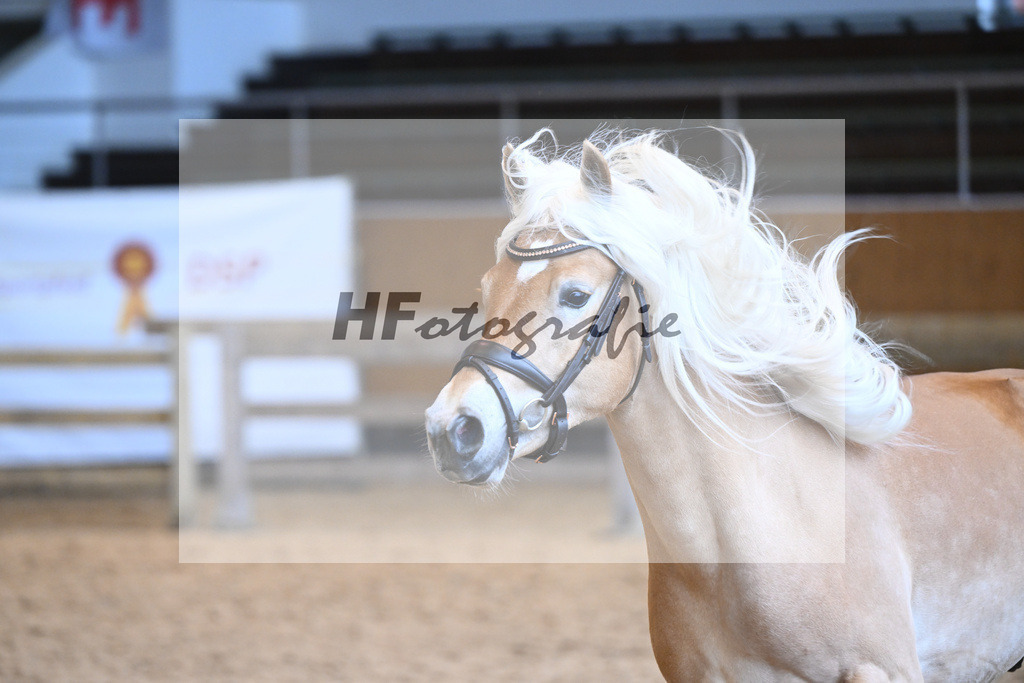 Kat-Nr. 24 v. Waaris-Z_Hock_6240347 | hf-fotografie - Realisiert mit Pictrs.com