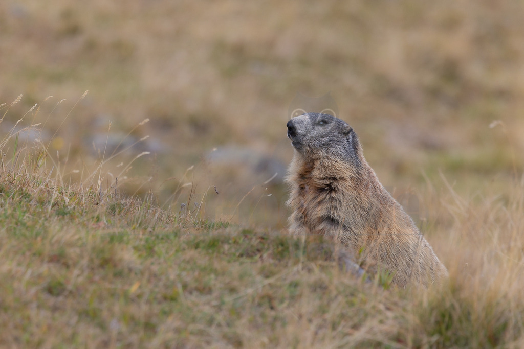 R5M27615_20250923 | Das Bild zeigt ein Alpenmurmeltier (Marmota marmota), das aufrecht in einer Wiese sitzt und aufmerksam nach oben schaut. Das Murmeltier hat ein dichtes, braunes Fell und einen grauen Kopf. Es scheint die Umgebung zu beobachten. Es gibt keine Interaktionen mit anderen Tieren oder Menschen im Bild. - Realisiert mit Pictrs.com
