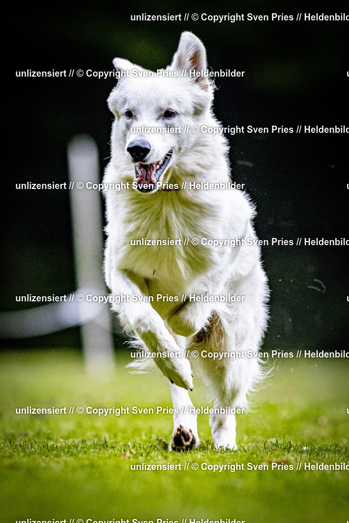 Sven Pries | 2025-10-03 - Hunderennen Obergrombach - Realisiert mit Pictrs.com