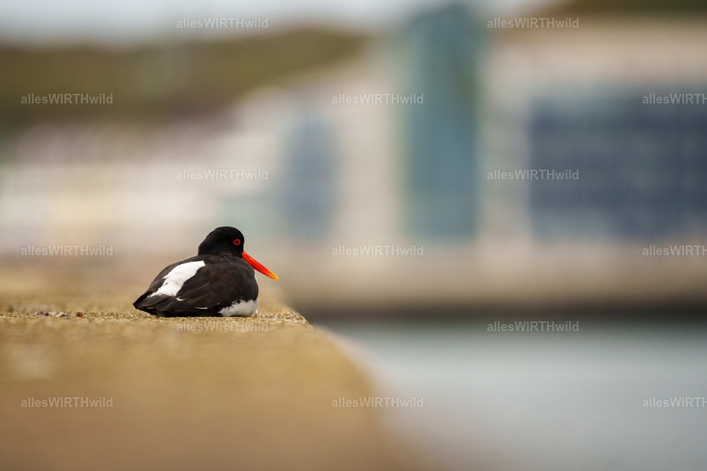 allesWIRTHwild.de - 7IV00117 | Entdecke die faszinierende Welt der Natur- und Wildlife-Fotografie von Daniel und Bärbel. Inspirierende Bilder von wilden Tieren und kleinen Naturwundern.