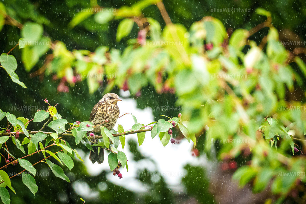 Daniel Wirth - www.allesWIRTHwild.de - Harz - 7IV07882 | Entdecke die faszinierende Welt der Natur- und Wildlife-Fotografie von Daniel und Bärbel. Inspirierende Bilder von wilden Tieren und kleinen Naturwundern.