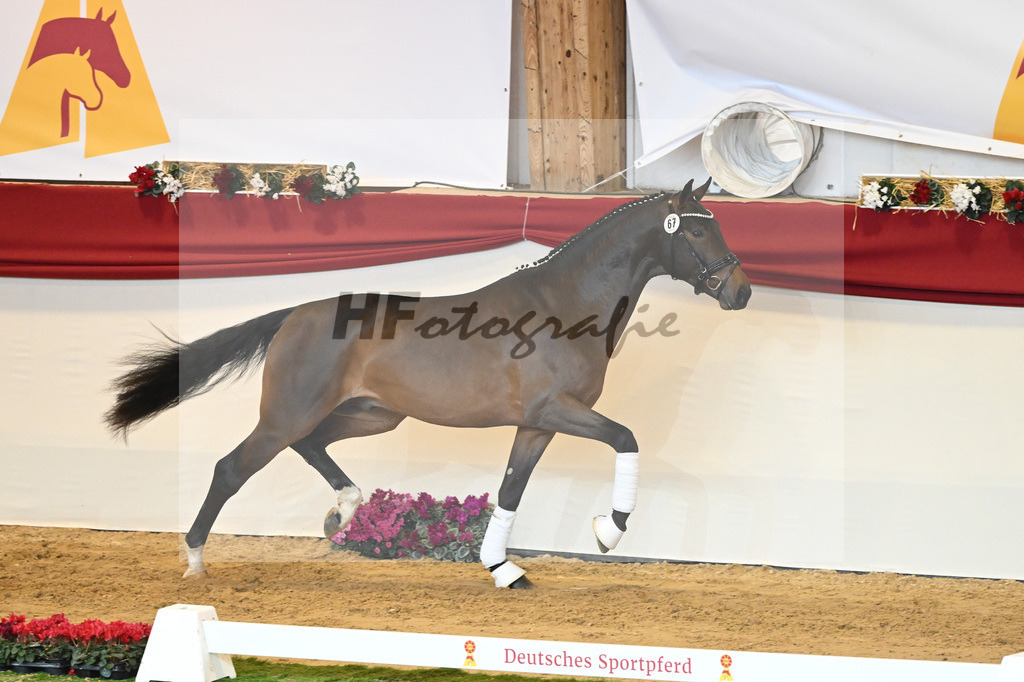 Kat-Nr. 67 Revolution_Gestuet Greim_1230324 | hf-fotografie - Realisiert mit Pictrs.com