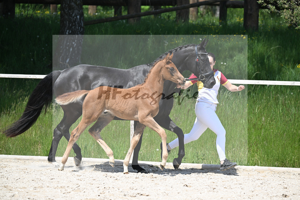 Feliciano x Don Primero_HF_Schuster_10250697 | hf-fotografie - Realisiert mit Pictrs.com