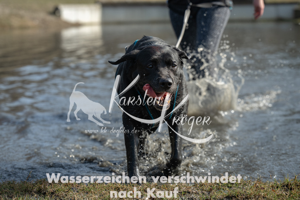 1237_ZZ91100 | kk-dogfotos