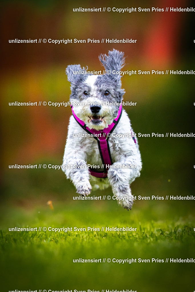 Sven Pries | 2025-09-21 - Hunderennen Baden-Oos - Realisiert mit Pictrs.com