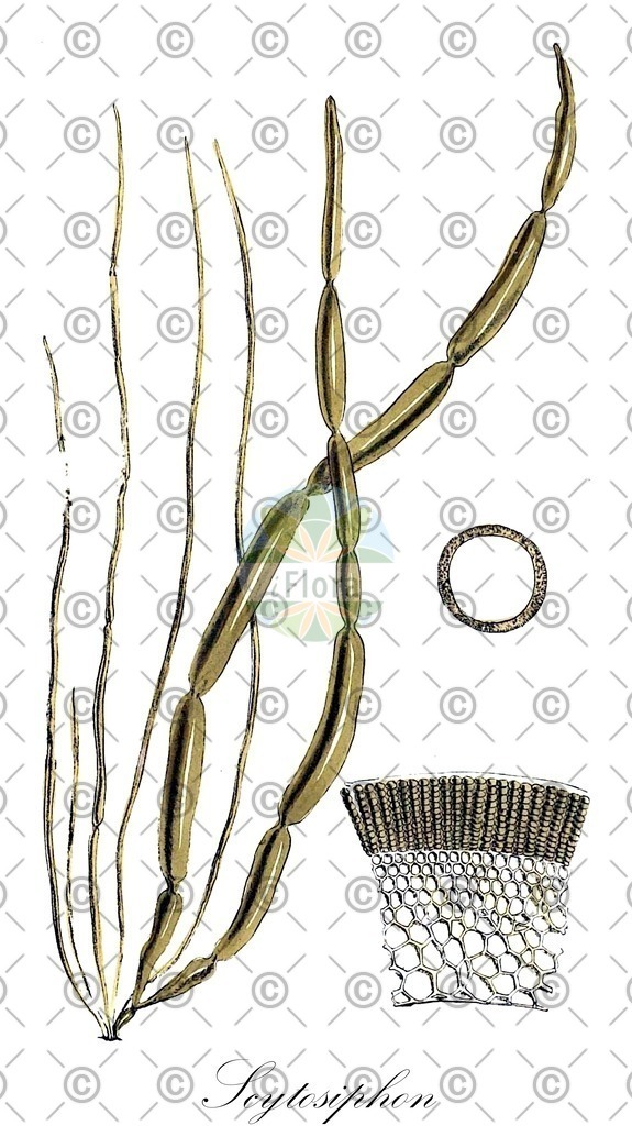 HistAbb_wfo-0000510278_1_ENZY_Simple | Historische Abbildung von Scytosiphon - Scytosiphonaceae (0) | Historical Illustration of Scytosiphon - Scytosiphonaceae (0)