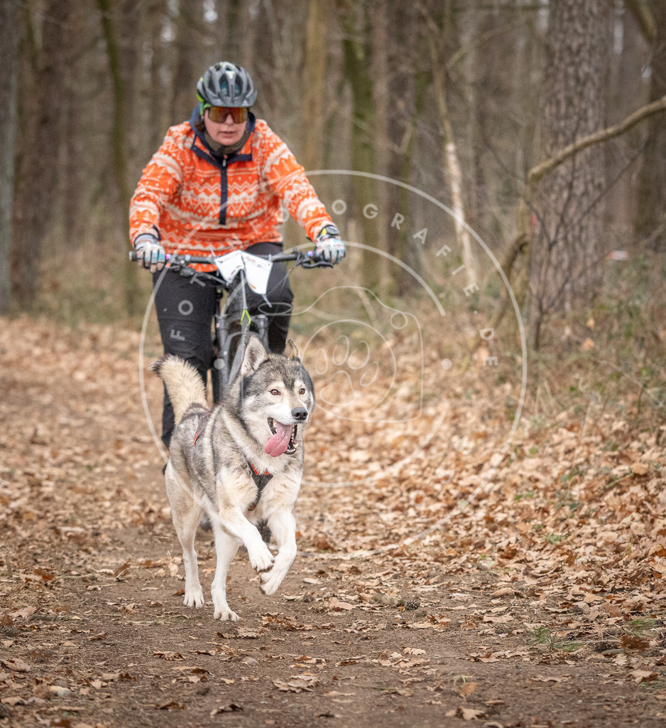 Pfotenfotografie_DV3A6431 | Hundefotografie, Tierfotograf, Pfotenfotografie, Fotoshooting Hund, Hunde Portrait, Hundesport, Hundeportraits, Heideshooting, Hunde, Sportfotograf, Hundefotograf, Turnierhundsport, THS,  - Realisiert mit Pictrs.com