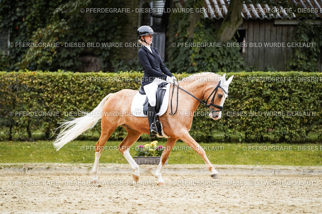 DSC01168 | Pferdegrafie