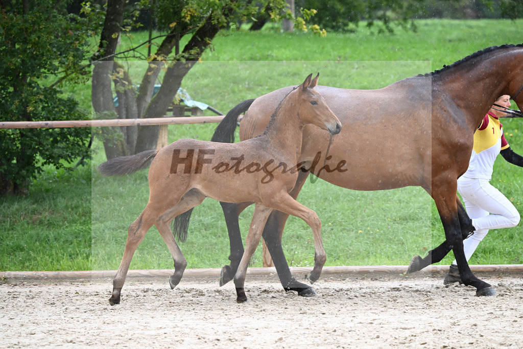 Kat-Nr. 28 HF Franklin_Schneider_25230286 | hf-fotografie - Realisiert mit Pictrs.com