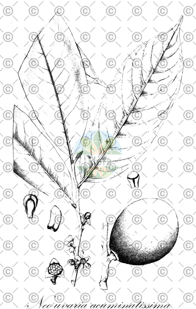 HistAbb_wfo-0001086539_1_ENZY_Simple | Historische Abbildung von Neo-uvaria acuminatissima - Annonaceae | Historical Illustration of Neo-uvaria acuminatissima - Annonaceae