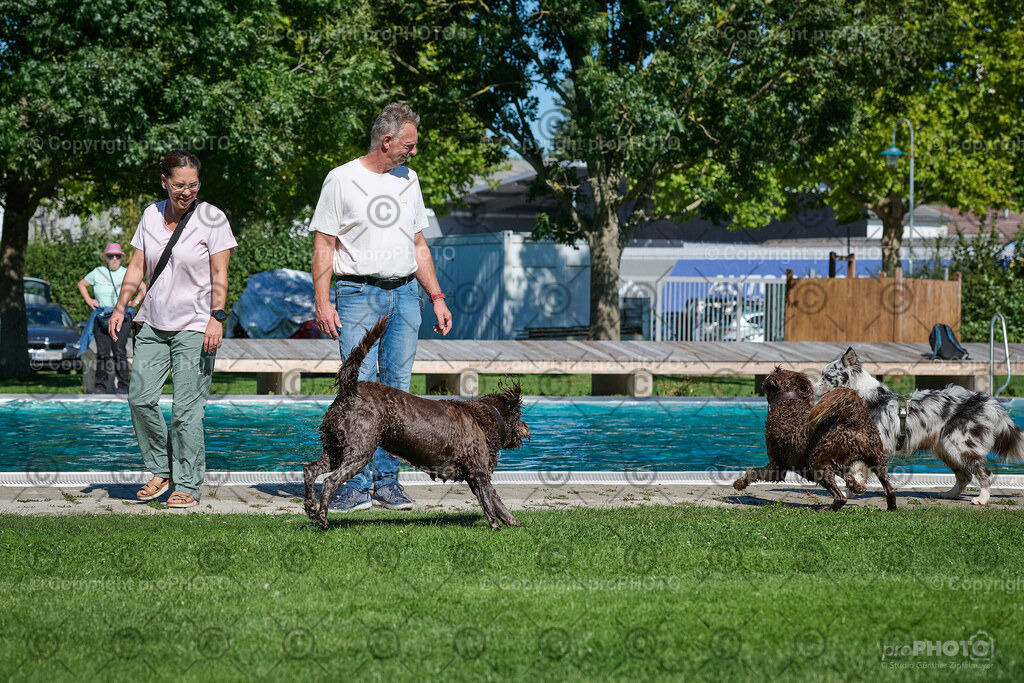 054_202509_4Hundebadetag_NZ9_2264 | proPHOTO - Realisiert mit Pictrs.com
