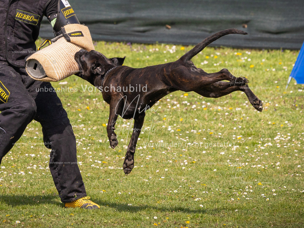 _16A6866-1 | Einzigartige Fotos von Hunden & Menschen –Actionfotos, Portraits, Vereinsaufnahmen & Paarshootings – authentisch, lebendig & mit Herz.