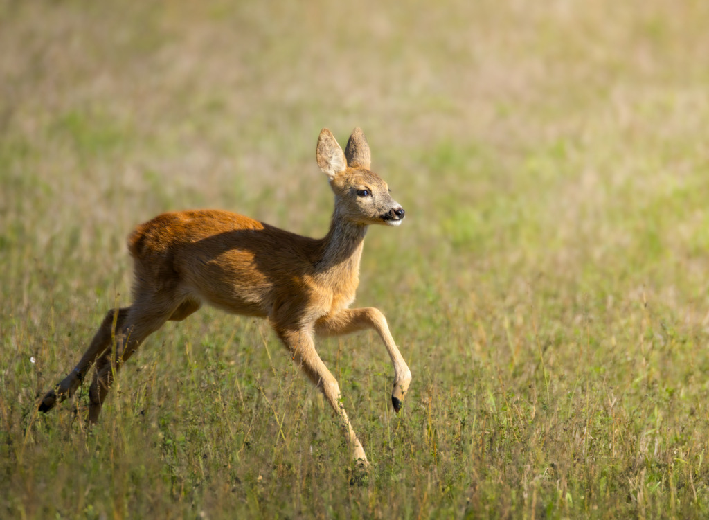 Das Reh | Das Reh (Capreolus capreolus) ist die häufigste und zugleich kleinste Hirschart in Europa und gilt als die am weitesten verbreitete Schalenwildart. Es gehört zur Familie der Hirsche (Cervidae) und bildet zusammen mit Elch und Rentier die Gruppe der Trughirsche. Man unterscheidet das Europäische Reh, das Sibirische Reh und das Mandschurische Reh. Die Tiere sind von graziler, schlanker Statur. Ein ausgewachsenes Reh erreicht eine Schulterhöhe von etwa 60 bis 80 Zentimetern und ein Gewicht zwischen 15 und 30 Kilogramm. Das Männchen wird als Rehbock, das Weibchen als Ricke oder Geiß bezeichnet. Die Jungen sind die Kitze. - Realisiert mit Pictrs.com