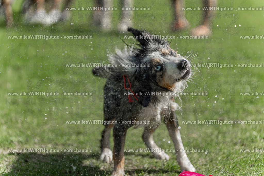 Hundeschwimmen_Volksbad_2026-allesWIRTHgut_Tierfotografie-2609061213-112303-7R500299 | Professionelle Tierfotografie in Mönchengladbach von Daniel Wirth (allesWIRTHgut). Liebevolle & natürliche Bilder von Hunden & Katzen für unvergessliche Erinnerungen.