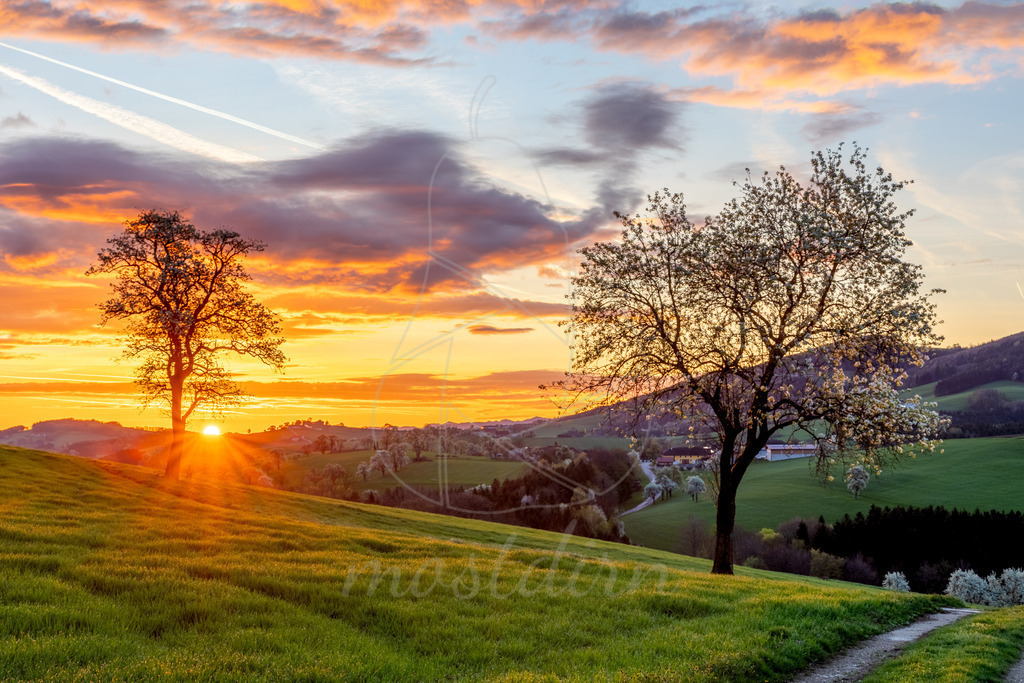 Birnbaumbluete_Mostviertel_2024_Mostdirn_Irmgard_Wieser--4 | Ihre Fotografin im Lungau, ihre Fotografin im Mostviertel, Wandbilder Onlineshop, Imagefotos für Ihr Unternehmen,  - Realisiert mit Pictrs.com