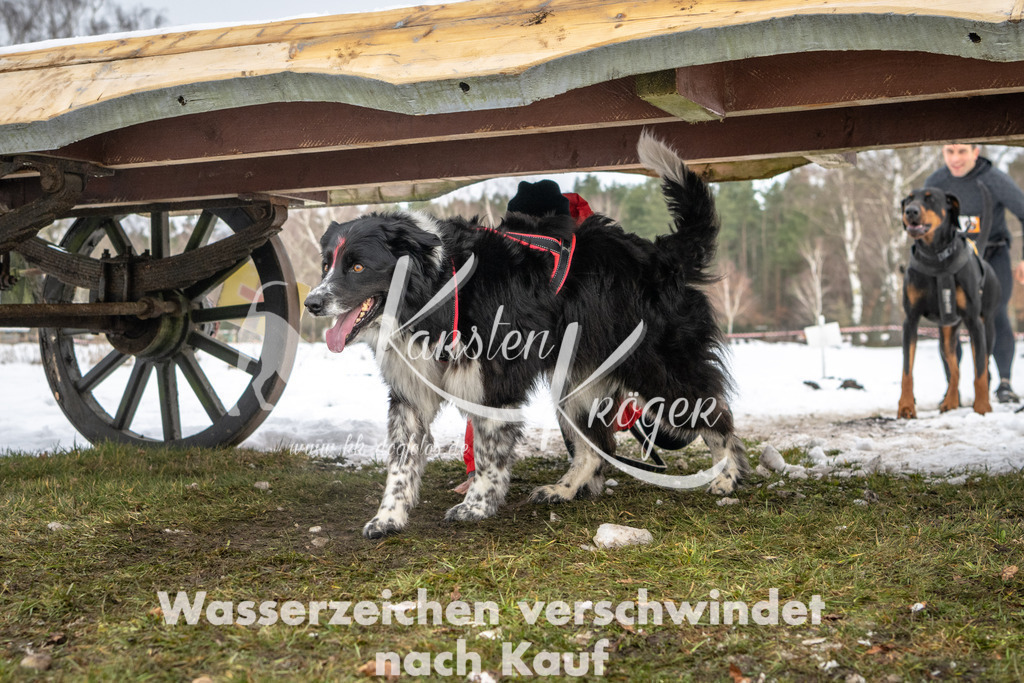 0939_ZZ91157 | kk-dogfotos