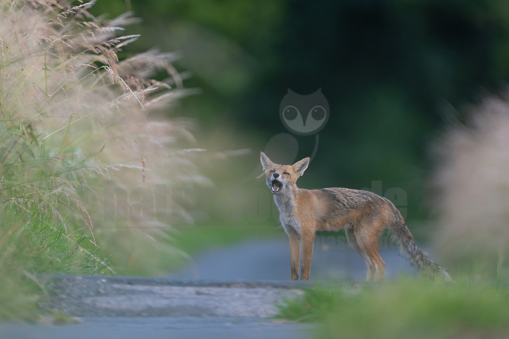 _5NF6825_20250621 | Ein Rotfuchs (Vulpes vulpes) steht auf einem schmalen Feldweg, der sich durch eine grüne Landschaft schlängelt. Der Fuchs hat sein Maul weit geöffnet, als würde er gähnen oder einen Ruf ausstoßen. Sein rötlich-braunes Fell hebt sich vom dunkleren Hintergrund ab, während hohes, helles Gras im Vordergrund und links das Bild umrahmt. Die Szene wirkt ruhig und natürlich. - Realisiert mit Pictrs.com
