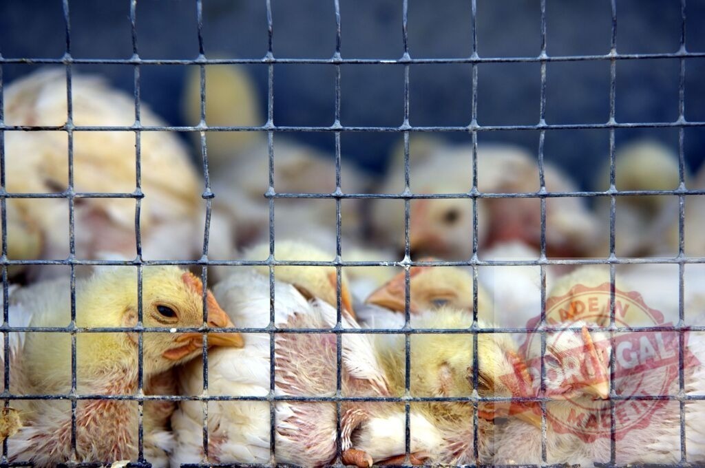 Chicks overcrowding in cage on poultry farm | Young chicks crowded together in metal cage at a poultry farm - Realized with Pictrs.com