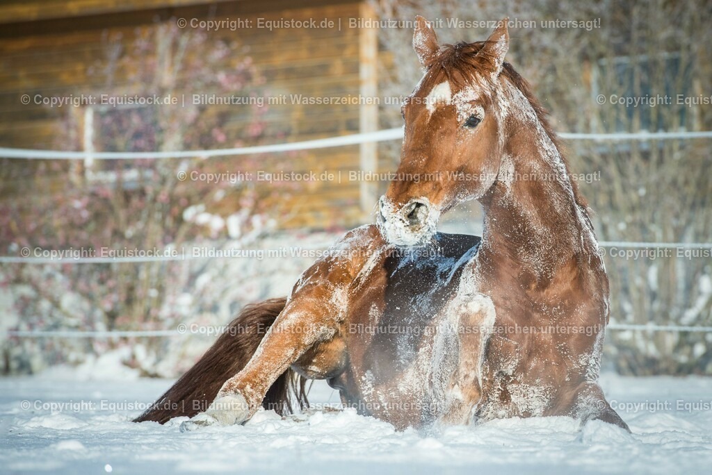 20160118_TOMsPiC_0373 | equistock