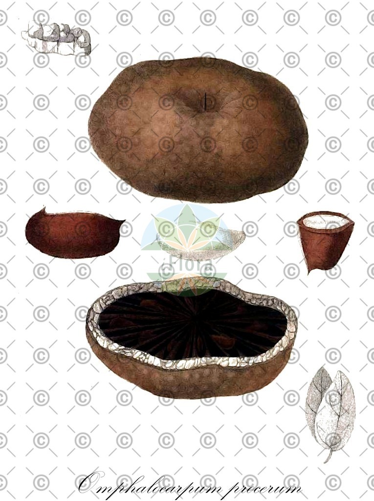 HistAbb_wfo-0001105790_1_ENZY_Simple | Historische Abbildung von Omphalocarpum procerum - Sapotaceae | Historical Illustration of Omphalocarpum procerum - Sapotaceae