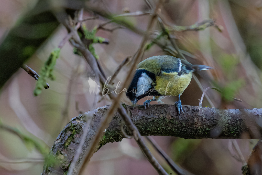 701A7275 | Sportbilder, Sportfotograf, Hochzeits- und Eventfotografin, Flugshows, Portraits und Tiershooting, Aviation, Downhill, Nationalleague, Swissleague, International