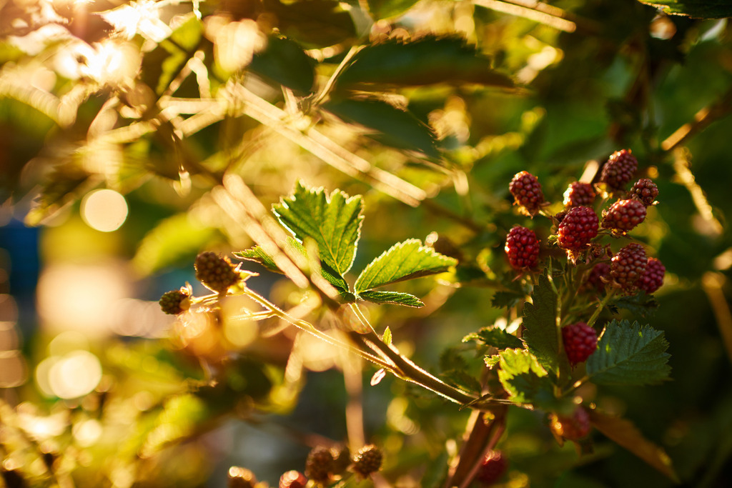 Brombeerstrauch im Gegenlicht | Austria - June 29, 2019: Brombeerstrauch im Gegenlicht. - Realisiert mit Pictrs.com